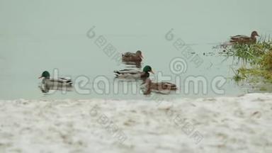 冬天，灰色的野鸭和绿色的野鸭在<strong>靠近</strong>海岸的湖面上游泳